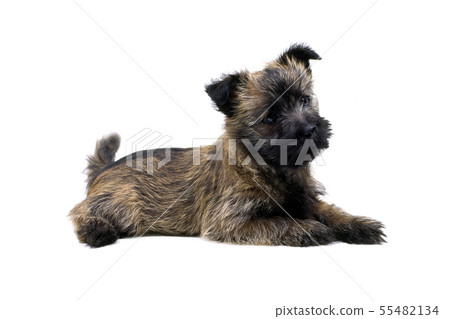 Cairn Terrier 55482134