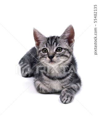 A staring kitten A staring kitten 55482135