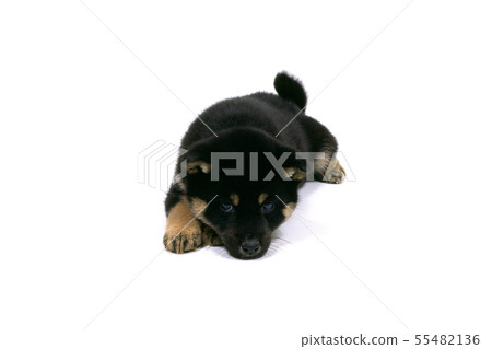 Shiba Inu Shiba Inu 55482136