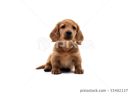 Miniature Dachshund Miniature Dachshund 55482137