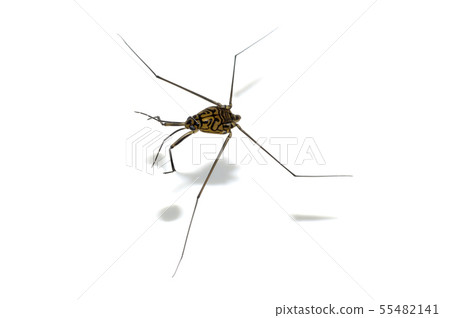 Shima Ammenbo Shima Ammenbo 55482141