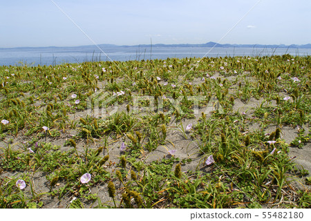 Early summer beach Early summer beach 55482180
