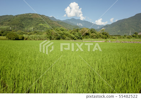 green paddy farm 55482522