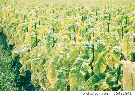 Tobacco leaves 55482841