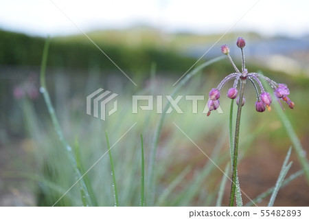 Rucks flowers 55482893