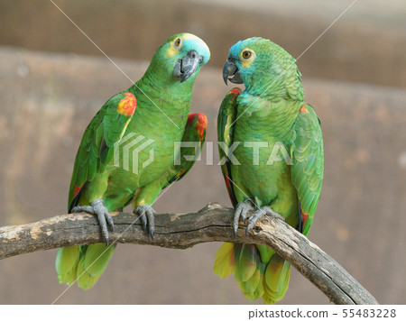 Couple of Turquoise-fronted amazon parrots 55483228