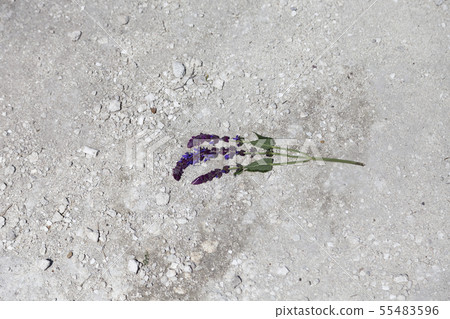 A sprig of thyme lies on stony ground. A sprig of thyme lies on stony ground. 55483596