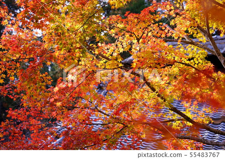 京都Shohoji的秋天 55483767