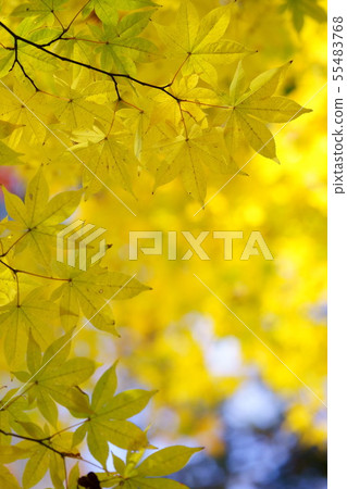 金色秋天1 金色秋天1 55483768