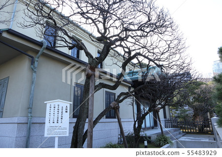 Sengakuji Temple main tax plum Sengakuji Temple main tax plum 55483929
