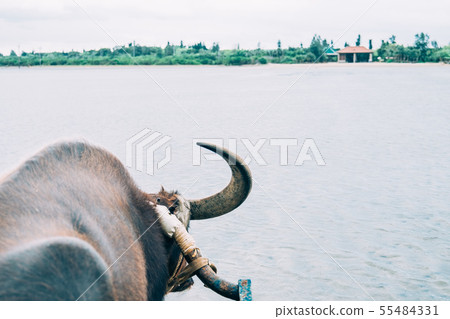 Iriomote Island and Yufu Island Buffalo Cars Iriomote Island and Yufu Island Buffalo Cars 55484331