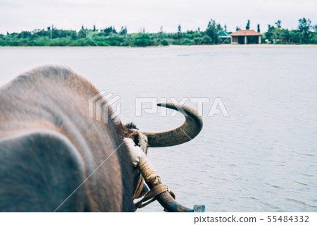 Iriomote Island and Yufu Island Buffalo Cars Iriomote Island and Yufu Island Buffalo Cars 55484332