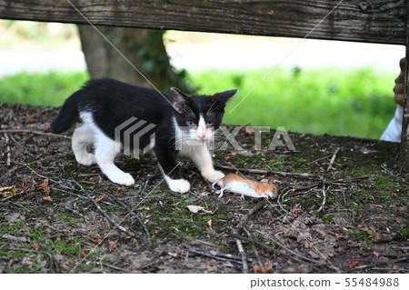Cat, stray cat, rust pattern, rust pattern, peach model, rat, rat, mouse catch, sunset, high sensitivity photography 55484988