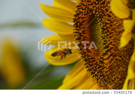 蜜蜂，向日葵，盛開，盛夏，蜂蜜 55485179