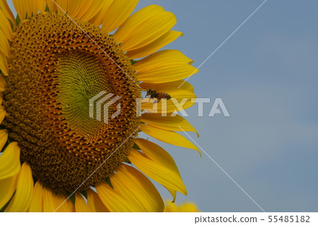 Bees, sunflowers, full bloom, midsummer morning, honey Bees, sunflowers, full bloom, midsummer morning, honey 55485182