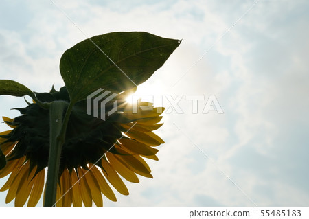 蜜蜂,向日葵,盛開,盛夏,蜂蜜 蜜蜂,向日葵,盛開,盛夏,蜂蜜 55485183