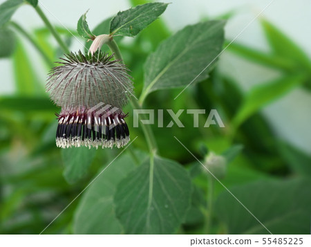 Oyamabokchi 55485225