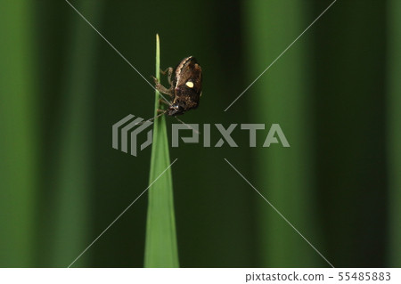 Creatures Insects Mytilus moths, various grasses, but it seems to cause the spotted rice when it comes to the ear of rice 55485883