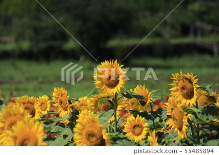 向日葵 55485894