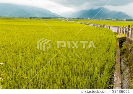 Taitung Chihshang, Burlang Avenue, Paddy Field, Chihshangmi, Golden Gate, Taitung, Brown Avenue, Taiwan Taitung Chihshang, Burlang Avenue, Paddy Field, Chihshangmi, Golden Gate, Taitung, Brown Avenue, Taiwan 55486061