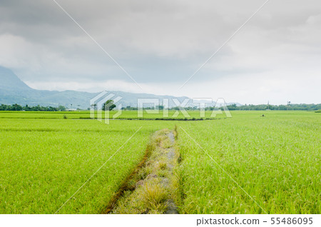 Taitung Chihshang, Burlang Avenue, Paddy Field, Chihshangmi, Golden Gate, Taitung, Brown Avenue, Taiwan Taitung Chihshang, Burlang Avenue, Paddy Field, Chihshangmi, Golden Gate, Taitung, Brown Avenue, Taiwan 55486095