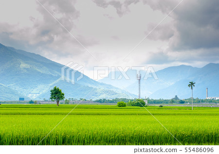 Taitung Chihshang, Burlang Avenue, Paddy Field, Chihshangmi, Golden Gate, Taitung, Brown Avenue, Taiwan 55486096