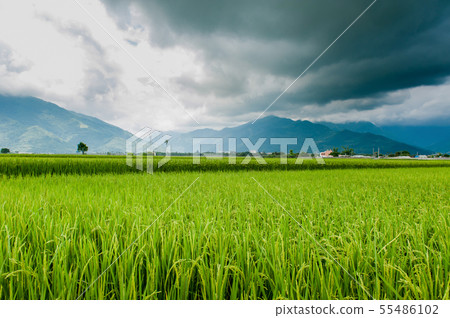 台東池上、 伯朗大道、稻田、池上米、金色稲穂、Taitung、Brown Avenue、台灣 55486102