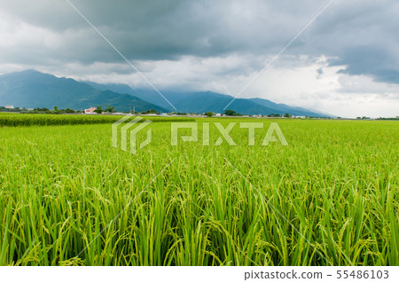 台東池上、 伯朗大道、稻田、池上米、金色稲穂、Taitung、Brown Avenue、台灣 55486103
