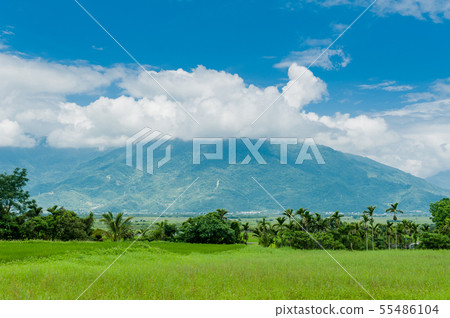 台東池上、 伯朗大道、稻田、池上米、金色稲穂、Taitung、Brown Avenue、台灣 55486104