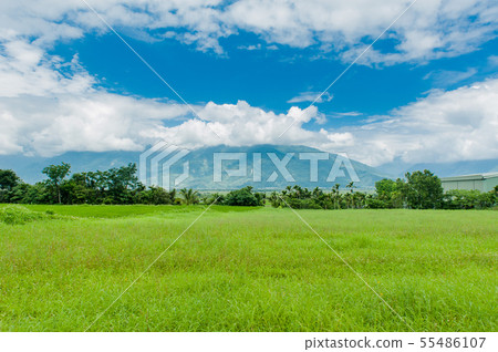 Taitung Chihshang, Burlang Avenue, Paddy Field, Chihshangmi, Golden Gate, Taitung, Brown Avenue, Taiwan Taitung Chihshang, Burlang Avenue, Paddy Field, Chihshangmi, Golden Gate, Taitung, Brown Avenue, Taiwan 55486107