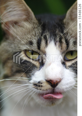 Belo out cat Belo out cat 55486126