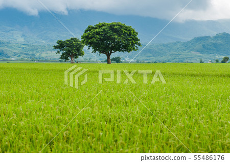 金城武樹、台東池上、 伯朗大道、稻田、池上米、金色稲穂、Taitung、台灣 55486176