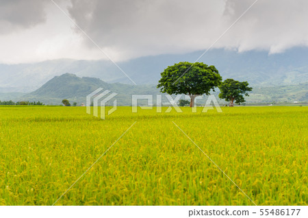 Jincheng Wushu, Taitung Chishang, Burlang Avenue, Rice Field, Chishangmi, Golden Dragonfly, Taitung, Taiwan 55486177