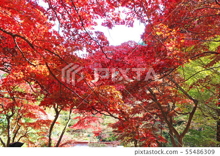 Autumn leaves of Oyama-dera 55486309