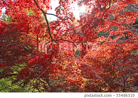 Autumn leaves of Oyama-dera 55486310