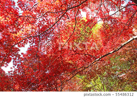 小山寺的紅葉 55486312