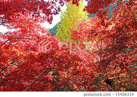 Autumn leaves of Oyama-dera Autumn leaves of Oyama-dera 55486314