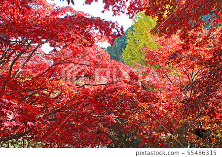 Autumn leaves of Oyama-dera 55486315