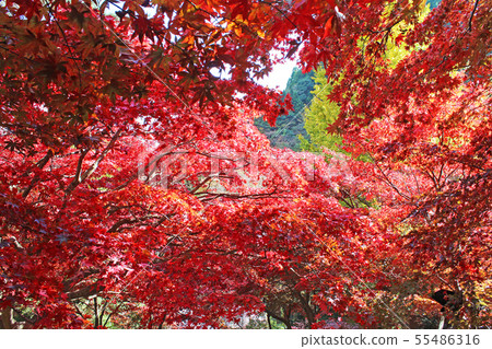 Autumn leaves of Oyama-dera 55486316