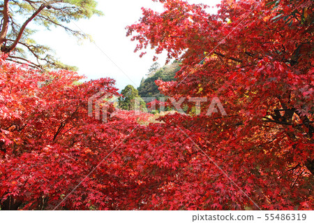 Autumn leaves of Oyama-dera Autumn leaves of Oyama-dera 55486319