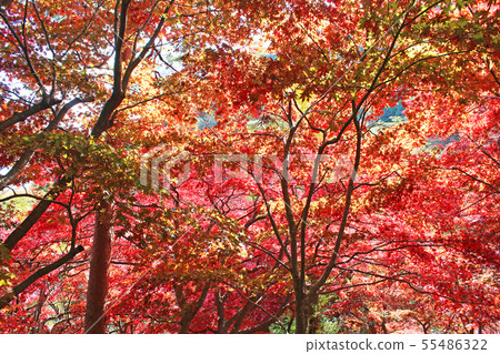 Autumn leaves of Oyama-dera 55486322