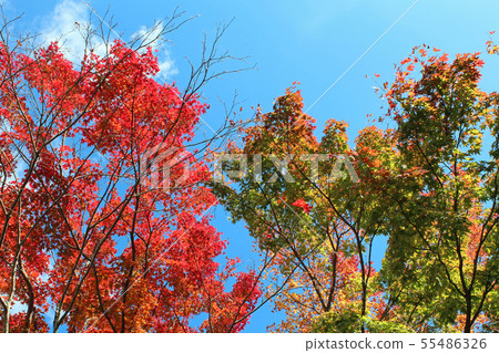 Autumn leaves of Oyama Afuri Shrine Autumn leaves of Oyama Afuri Shrine 55486326