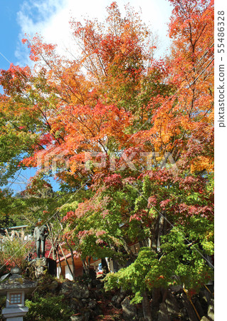 Autumn leaves of Oyama Afuri Shrine 55486328