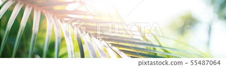 Palm green tropical leaf in nature jungle on blue 55487064