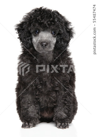 gray teacup poodle