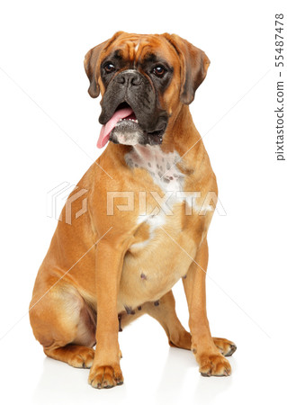 Adult boxer dog sits in front of white background 55487478