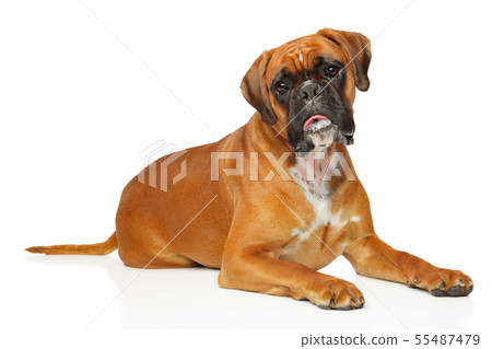 German boxer, lying on a white background 55487479