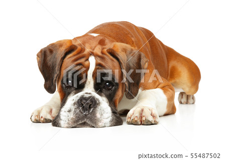 Sad German boxer dog lying 55487502