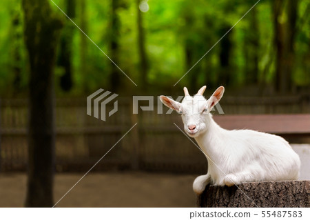 white domestic goat on the farm, green forest 55487583