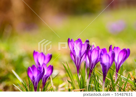 The crocuses are decorated in purple colors, the The crocuses are decorated in purple colors, the 55487631